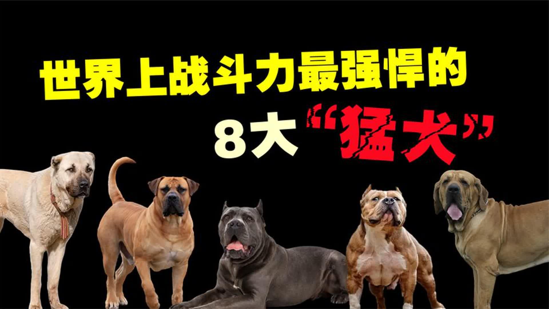世界上战斗力最强悍的8种猛犬,藏獒在这里根本排不上号!