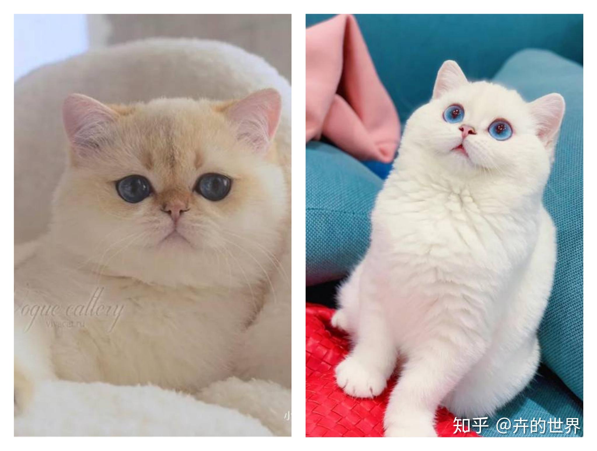 买金渐层好还是银渐层好? - 知乎