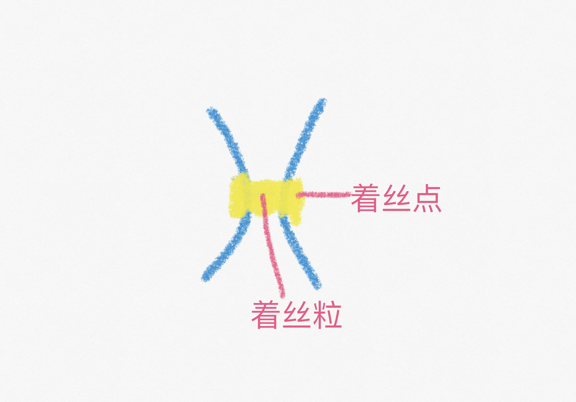 着丝点和着丝粒怎么区分