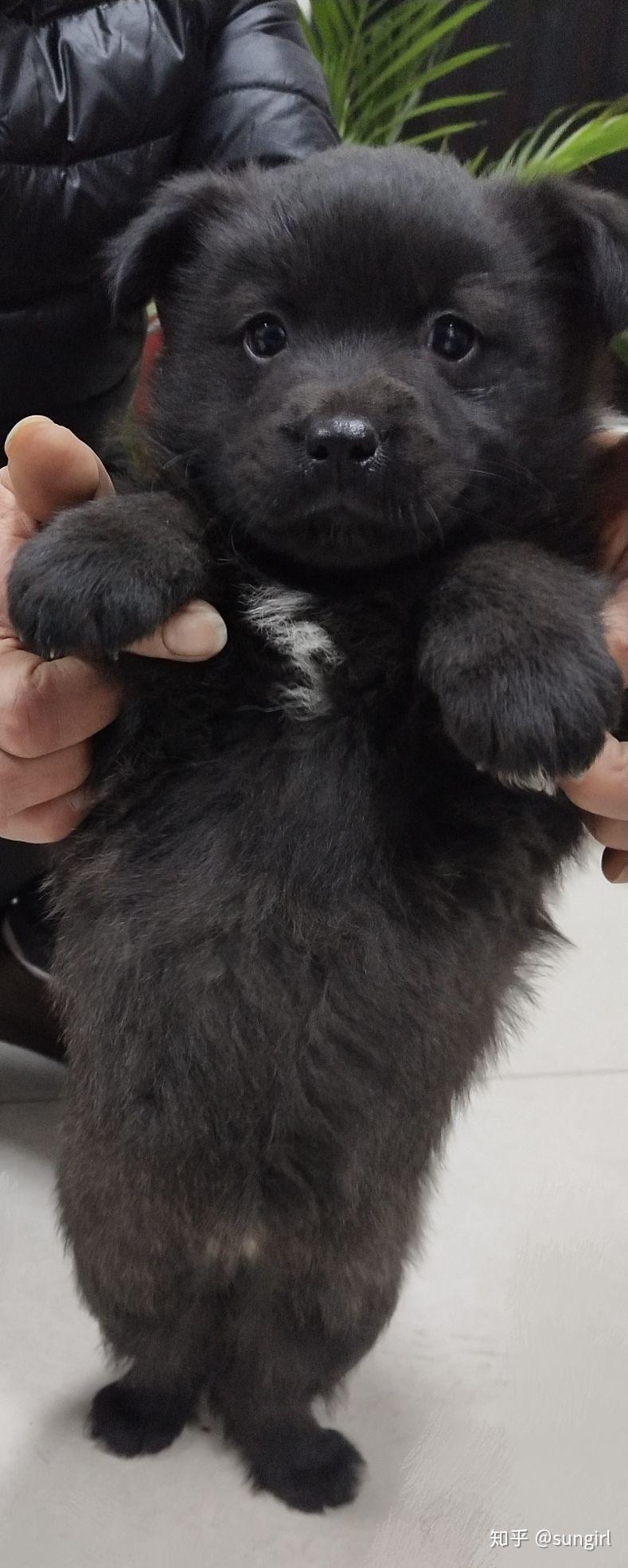 我家边牧生出的狗狗中有只纯黑的边牧纯黑的边牧有吗属于稀缺品种吗求