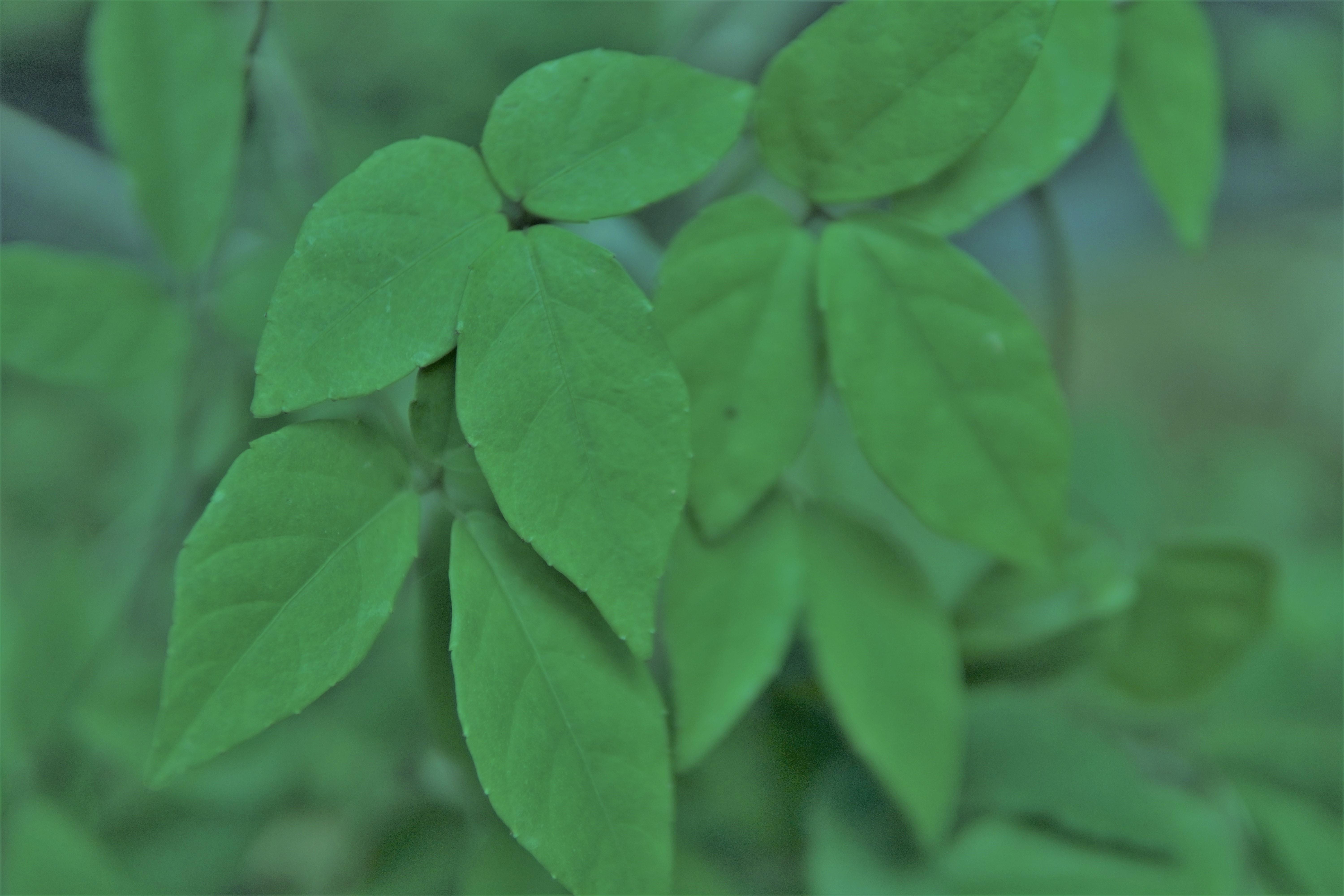 三叶青药材特征