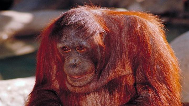 研究发现 红毛猩猩会自我治疗