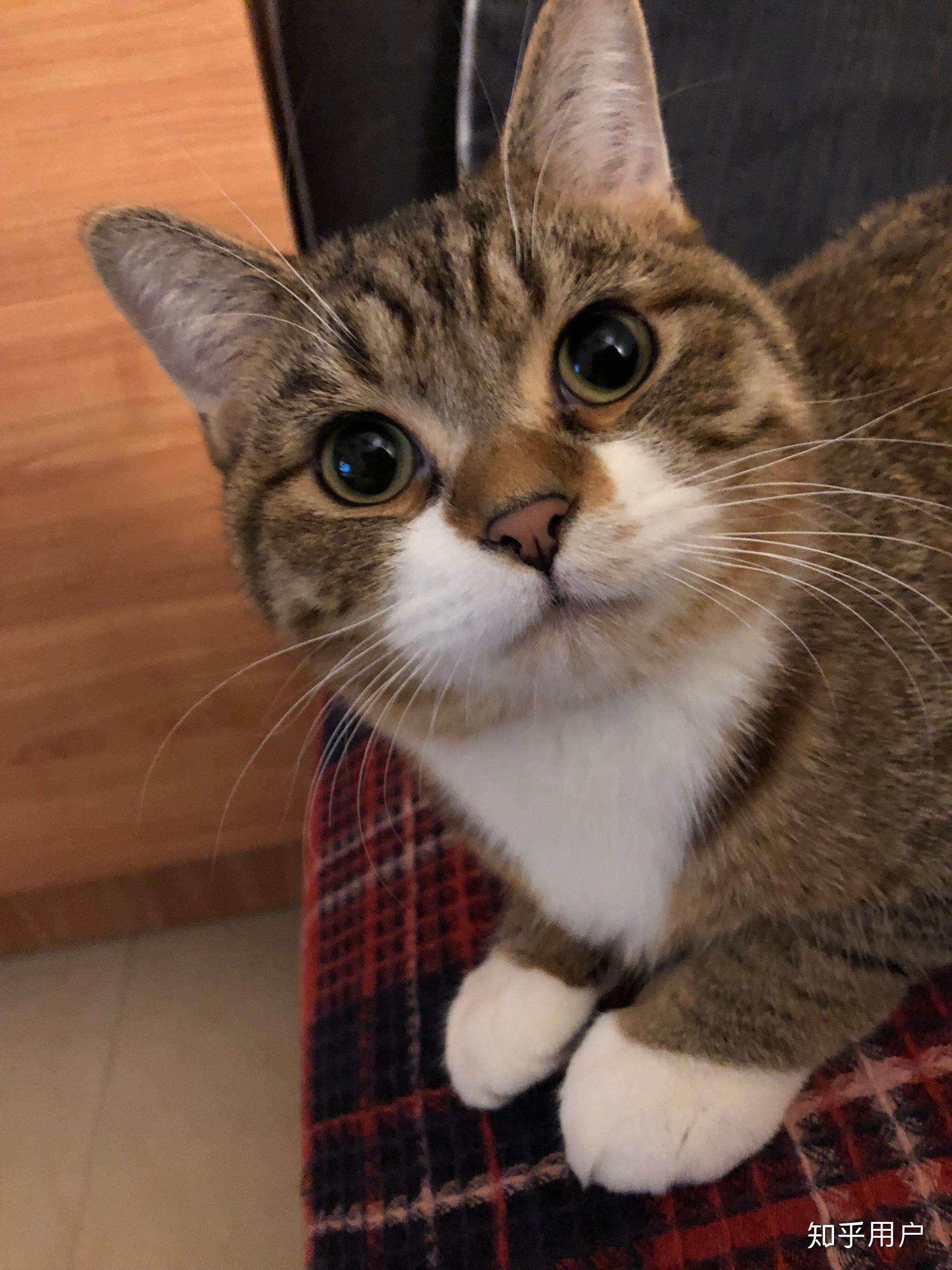 可以晒一下你家的白手套猫咪吗