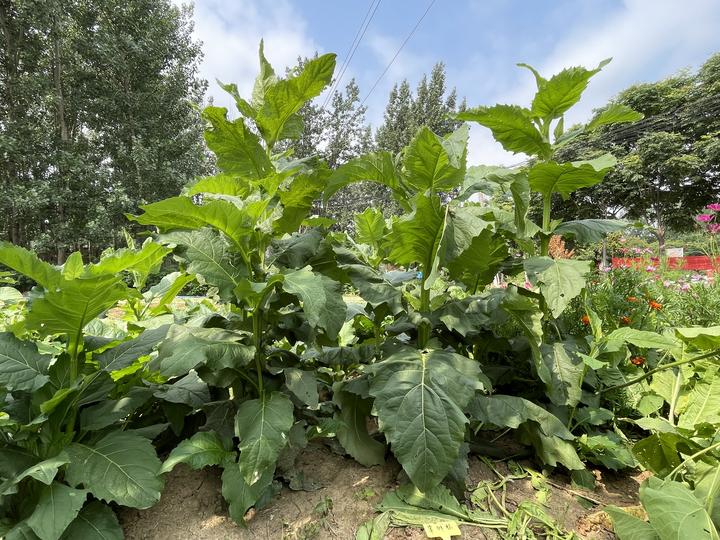 "大叶蛋白菊"可收割15年