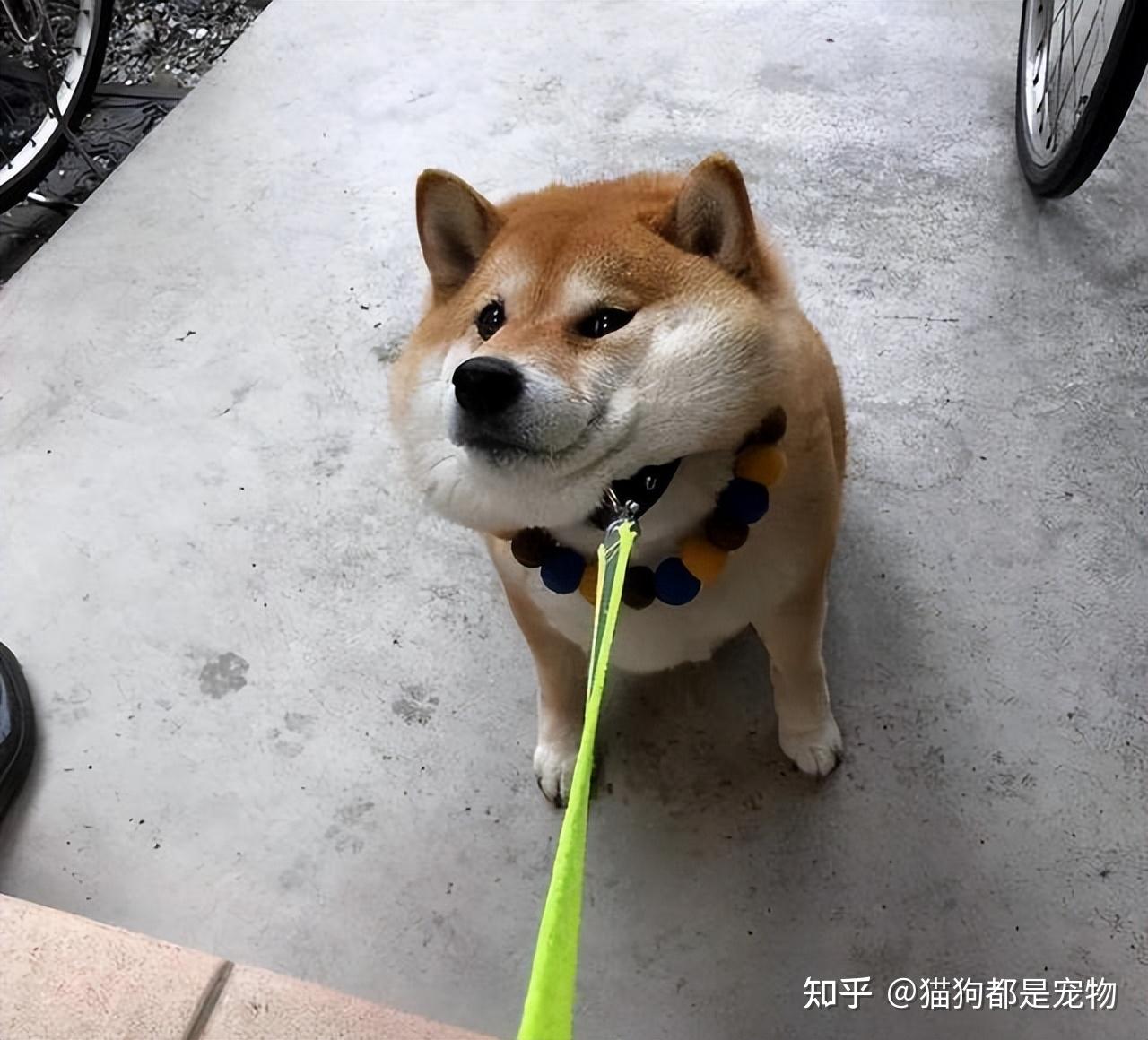 为什么柴犬“弃养率”这么高？网友：受不了这几点 - 知乎