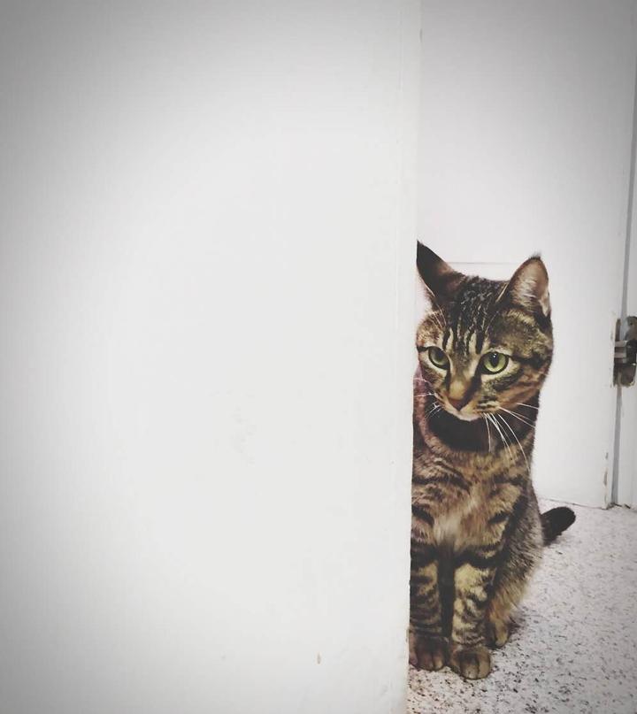 猫咪凝视着什么都没有的墙壁是因为能看见怪物吗