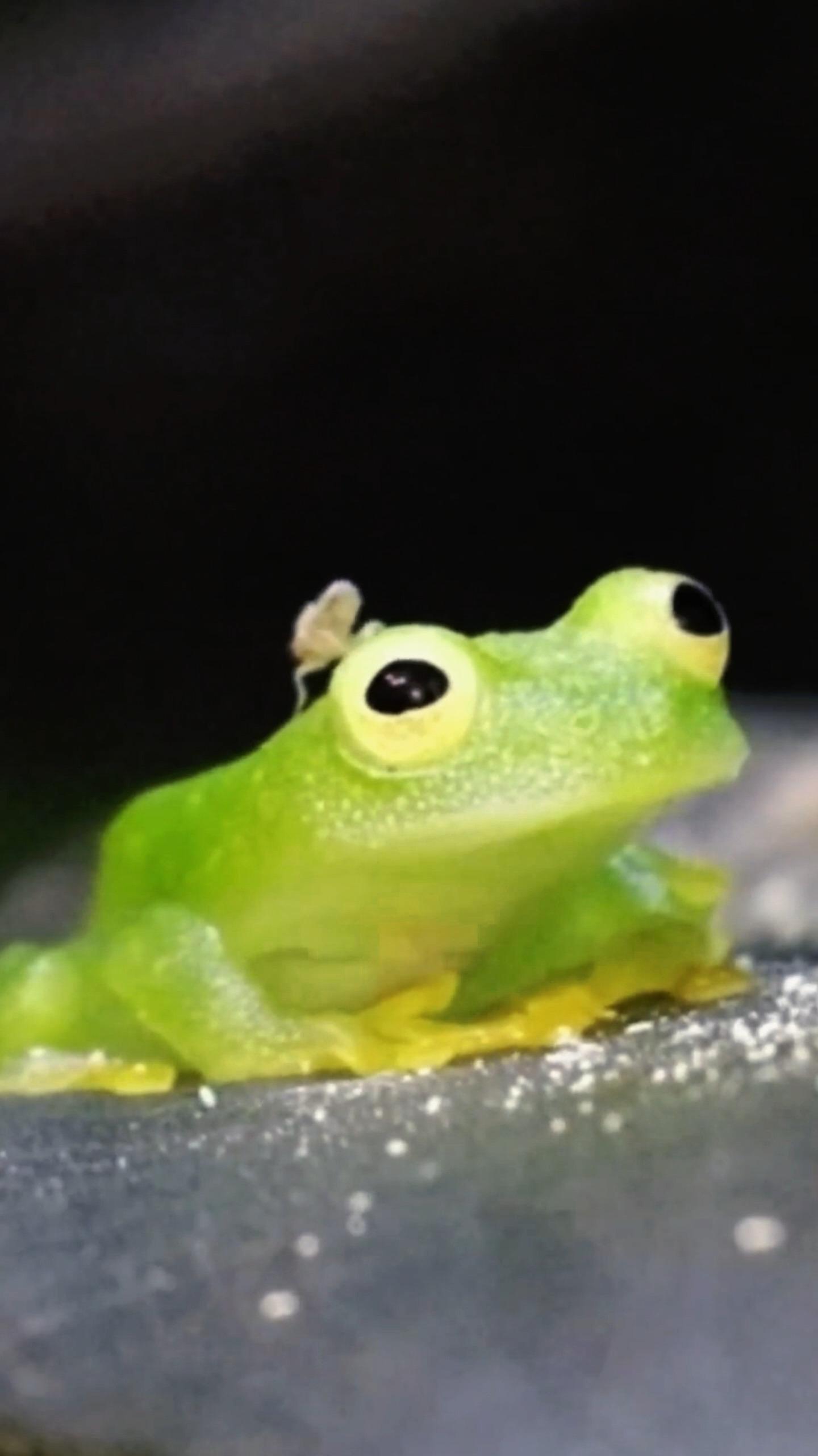 这只青蛙到底从何而来