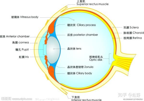能否将睫状肌和晶体导致近视的关系说清楚? - 知乎