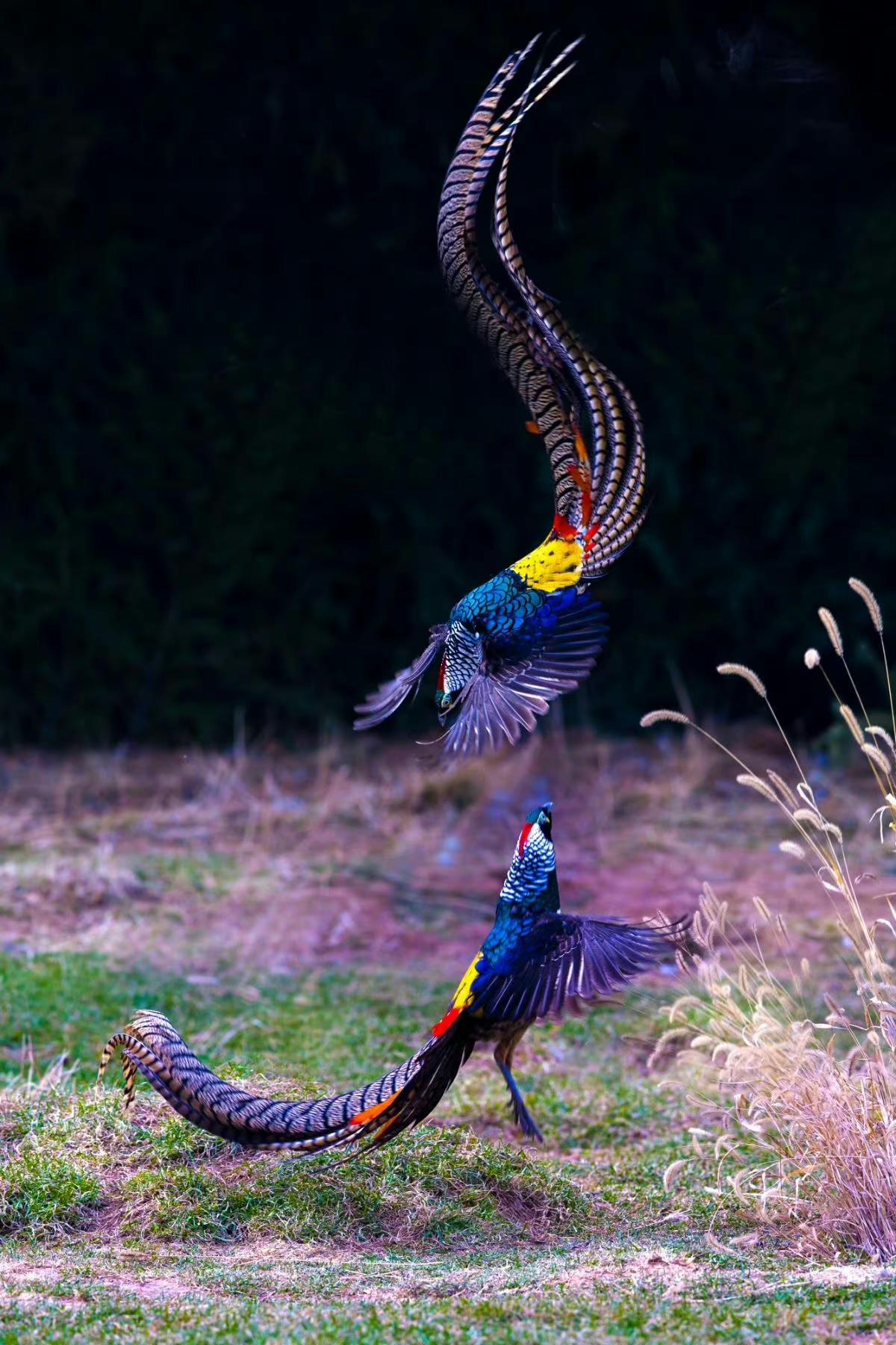 可以分享好看的动物图片吗?