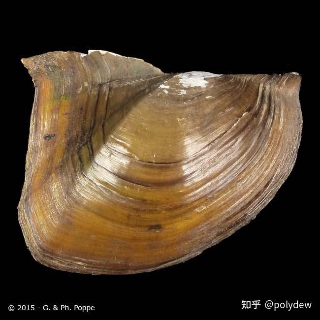 请问这是什么蚌,三角帆蚌?