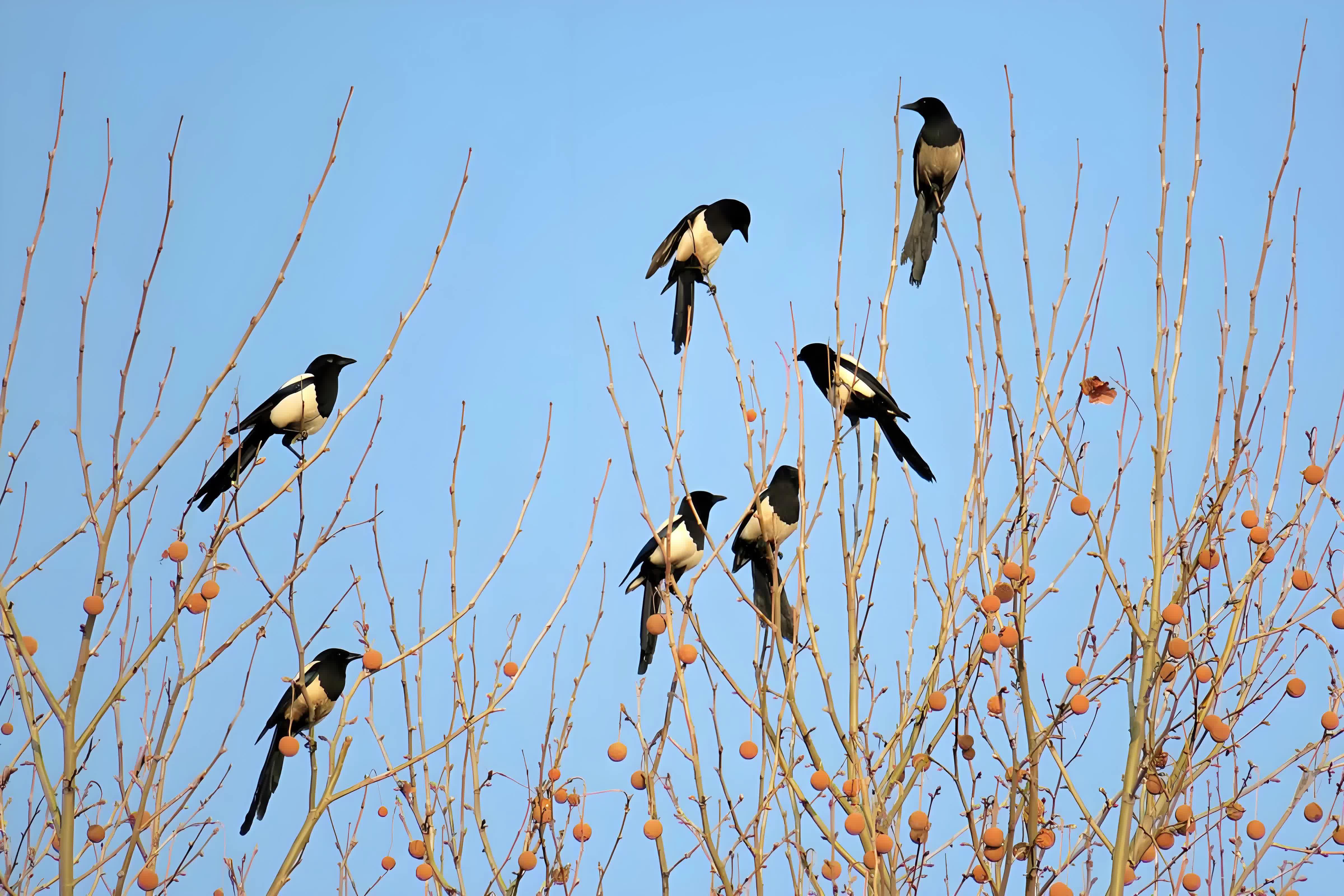 海峡飞来一只喜鹊