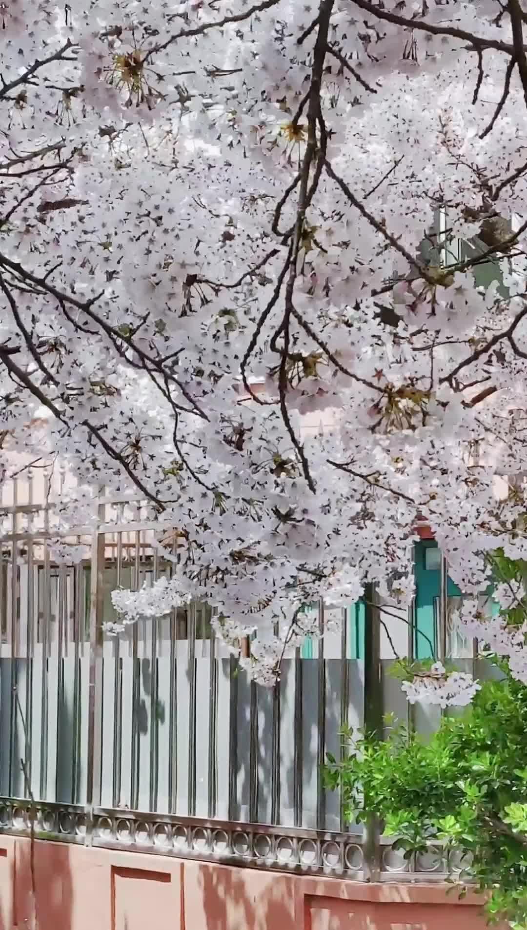 4月份,你一定要来青岛啊! - 知乎