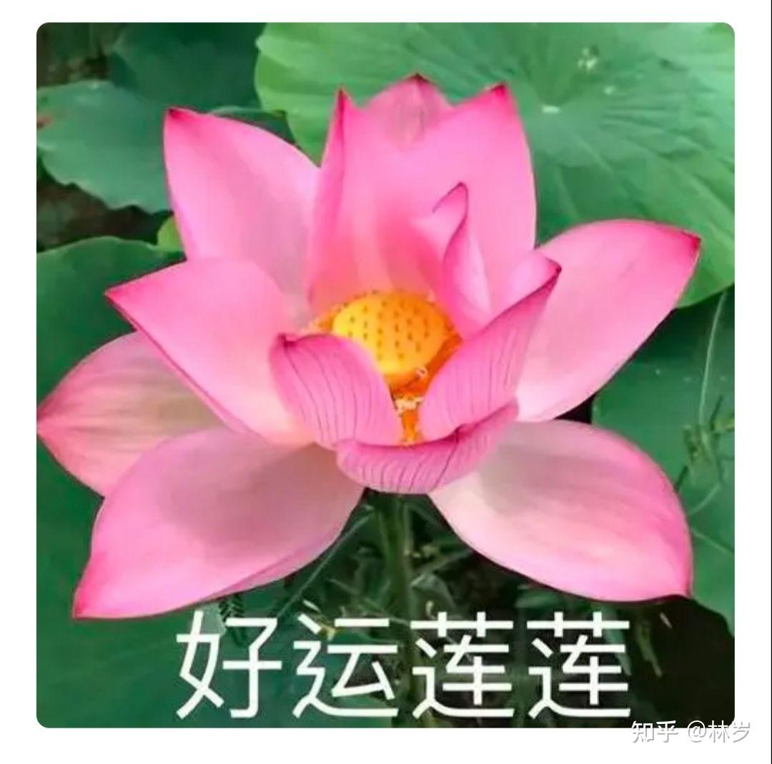 为什么妈妈总是嫌弃我的头像?