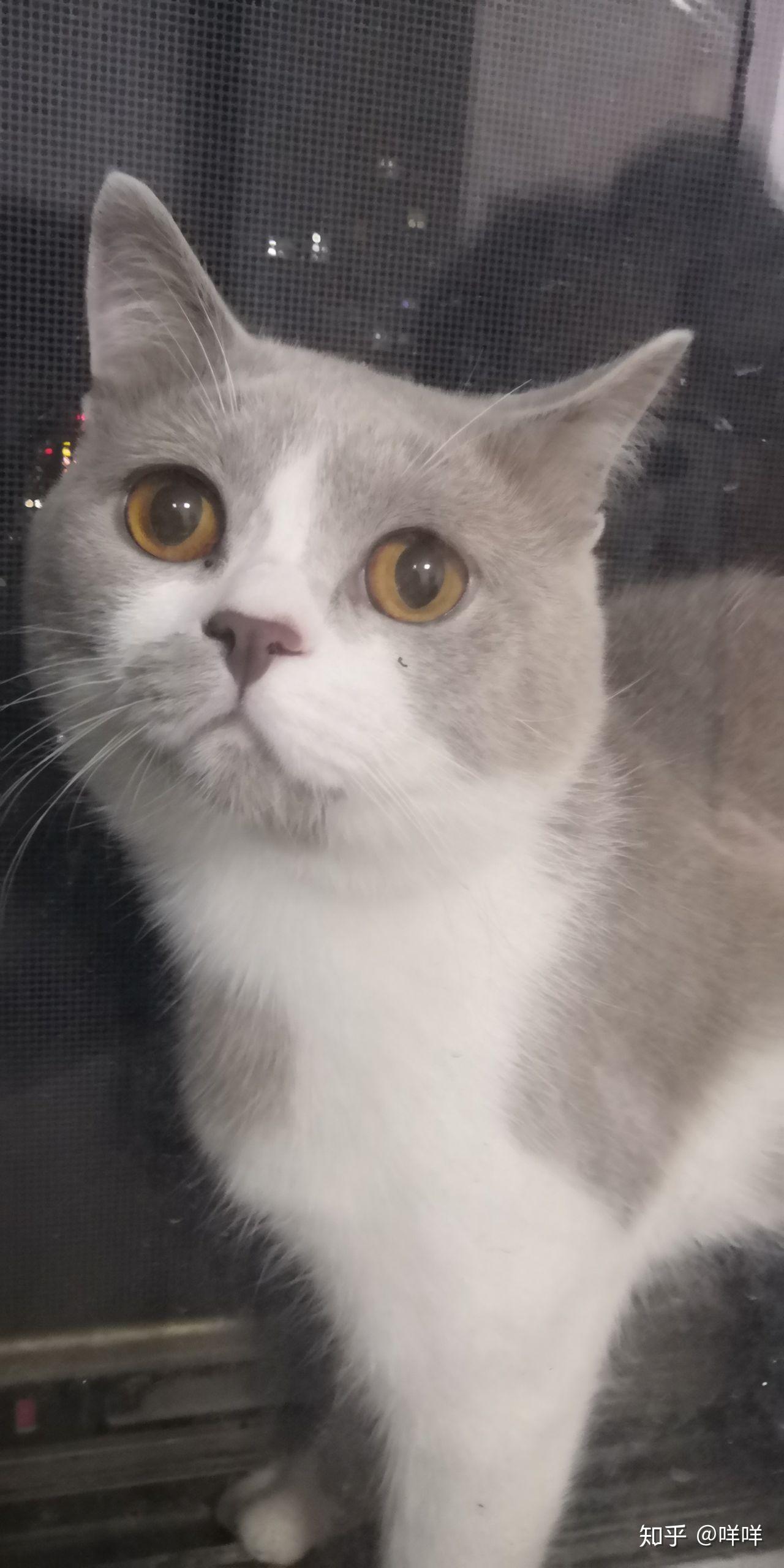 有英短异长丁香色的猫吗