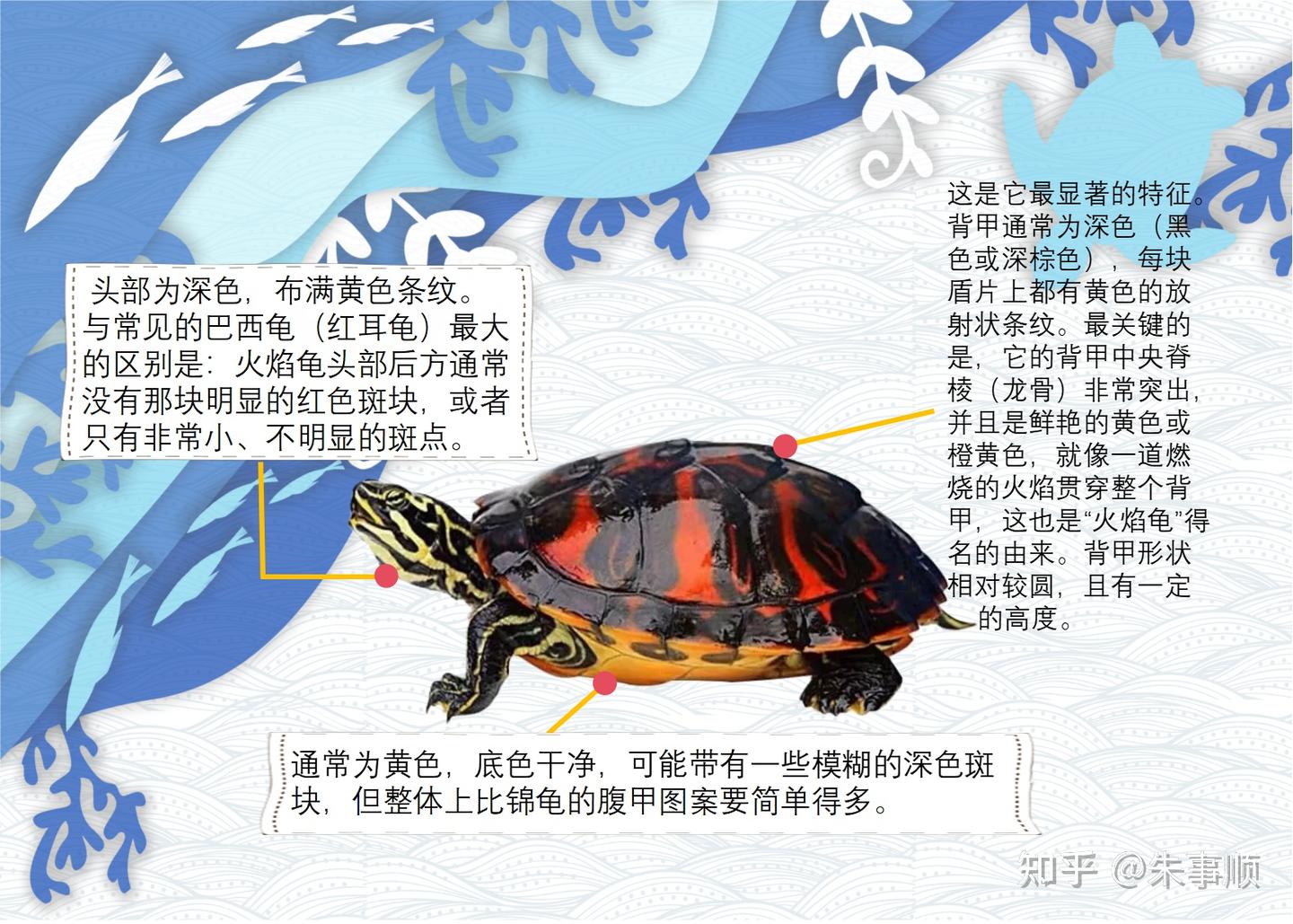 宠物龟简介——火焰龟 - 知乎