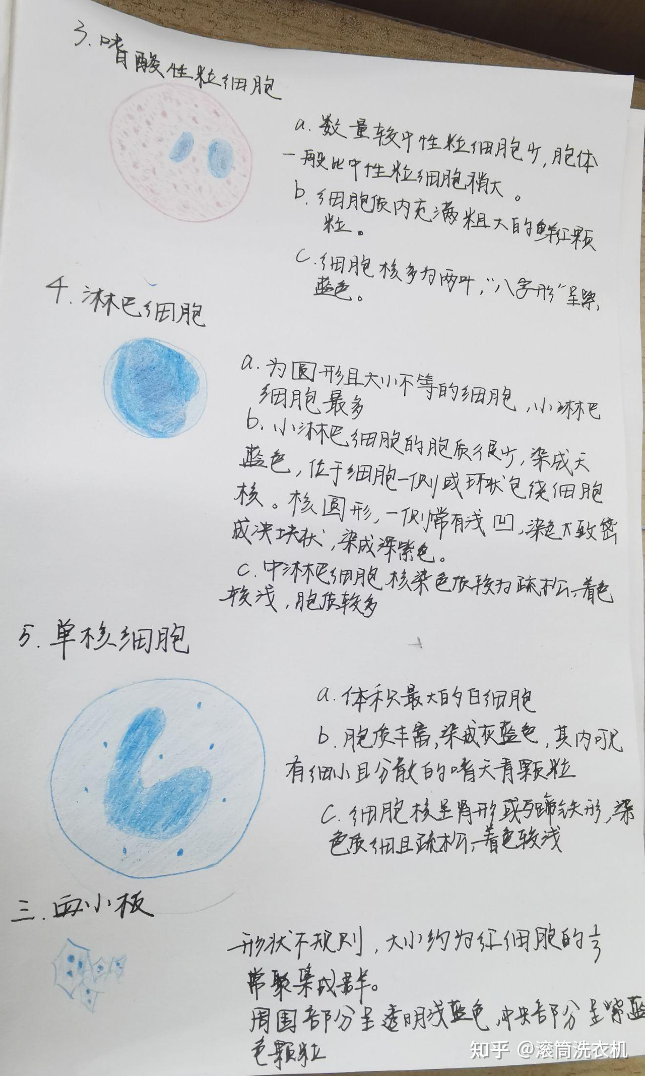 有没有红蓝铅笔血涂片的手绘图
