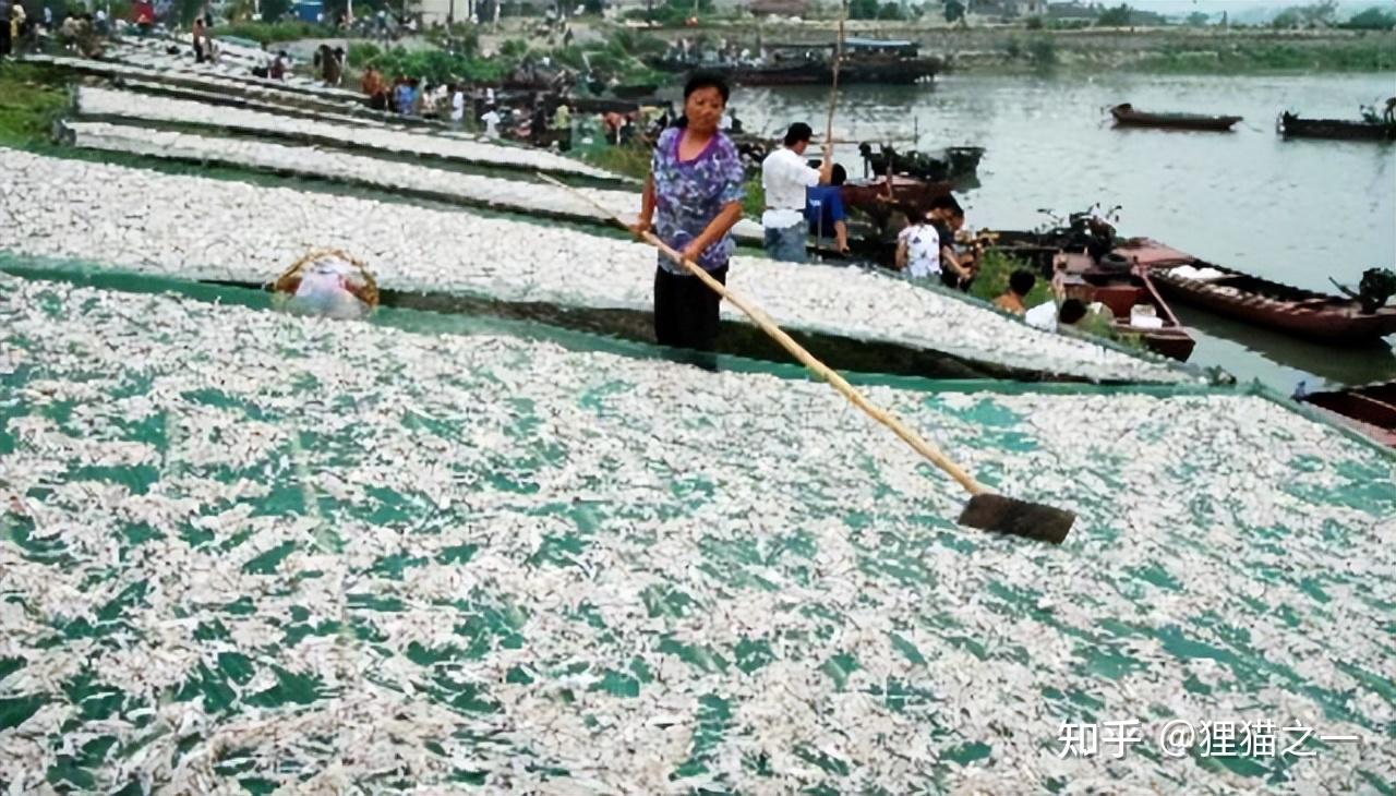 毛叶鱼曾是太湖“致富经”,一网能捞6万斤,如今却被渔民嫌弃? - 知乎