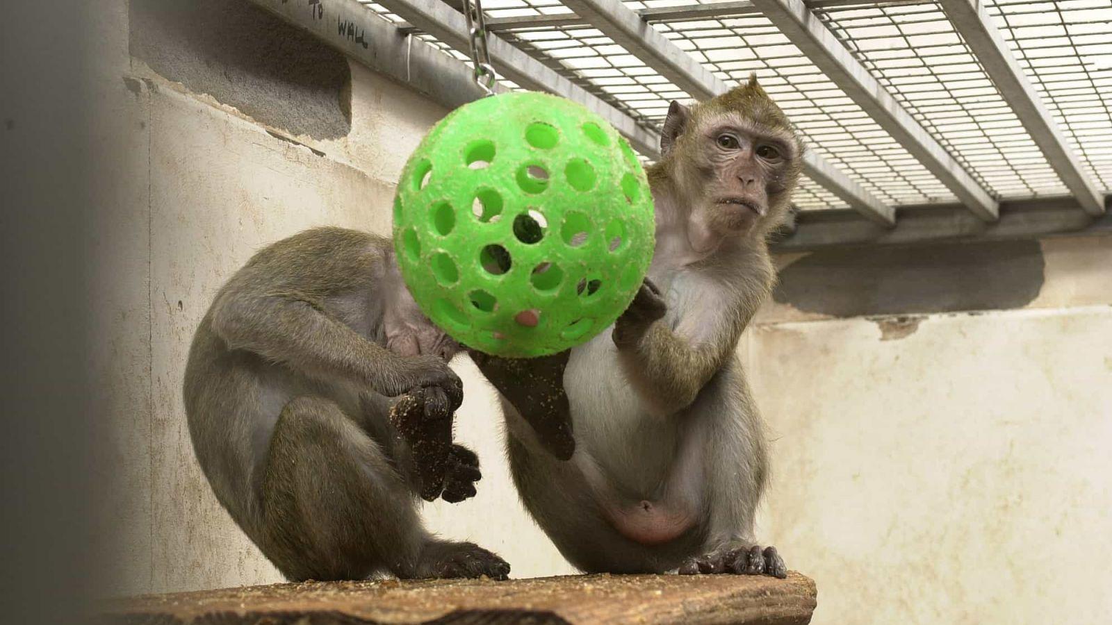 美国实验室猴子运输途中逃跑，逃跑猴子找到后被安乐死_哔哩哔哩_bilibili