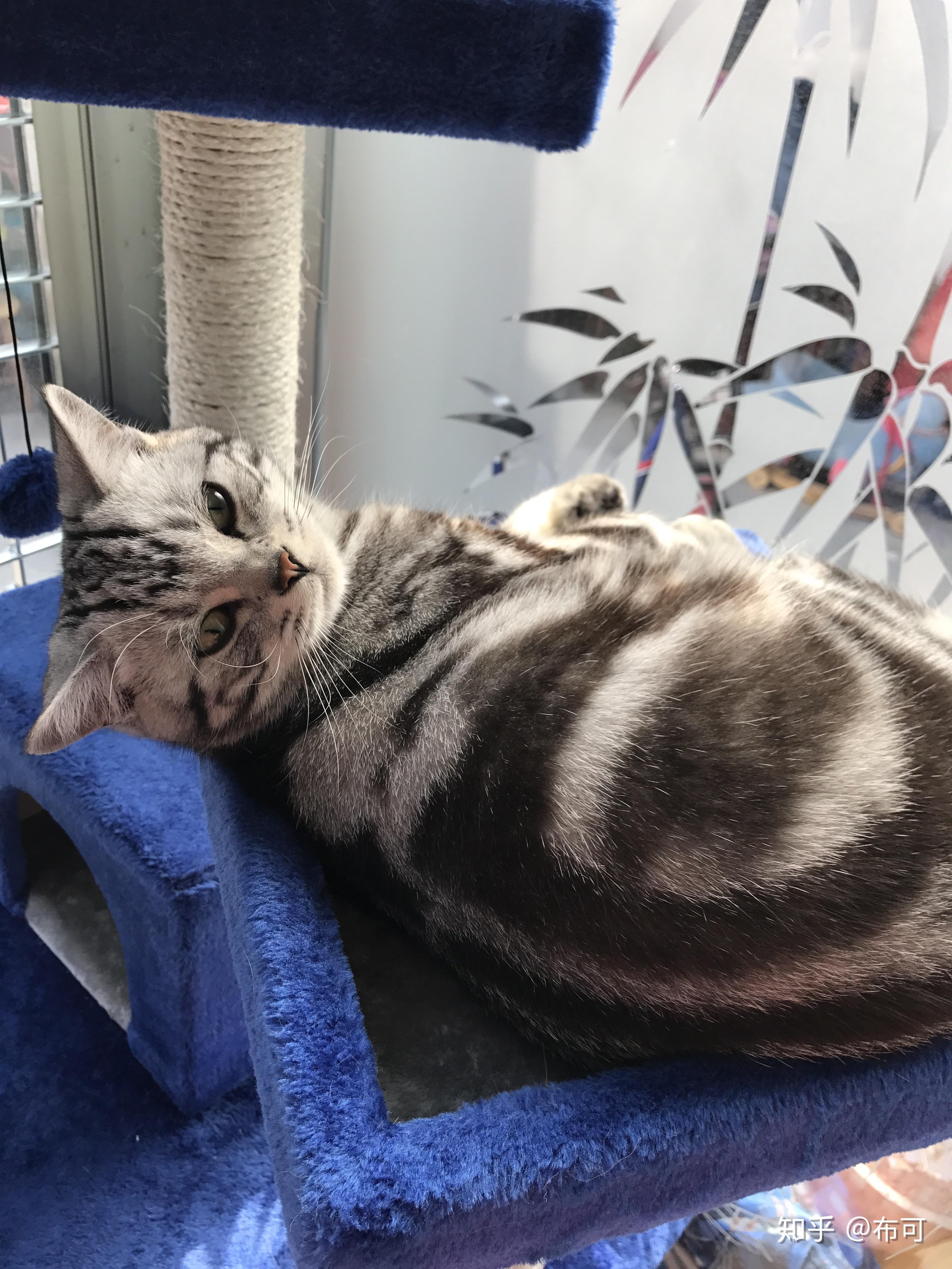 猫咪尴尬期有多尴尬