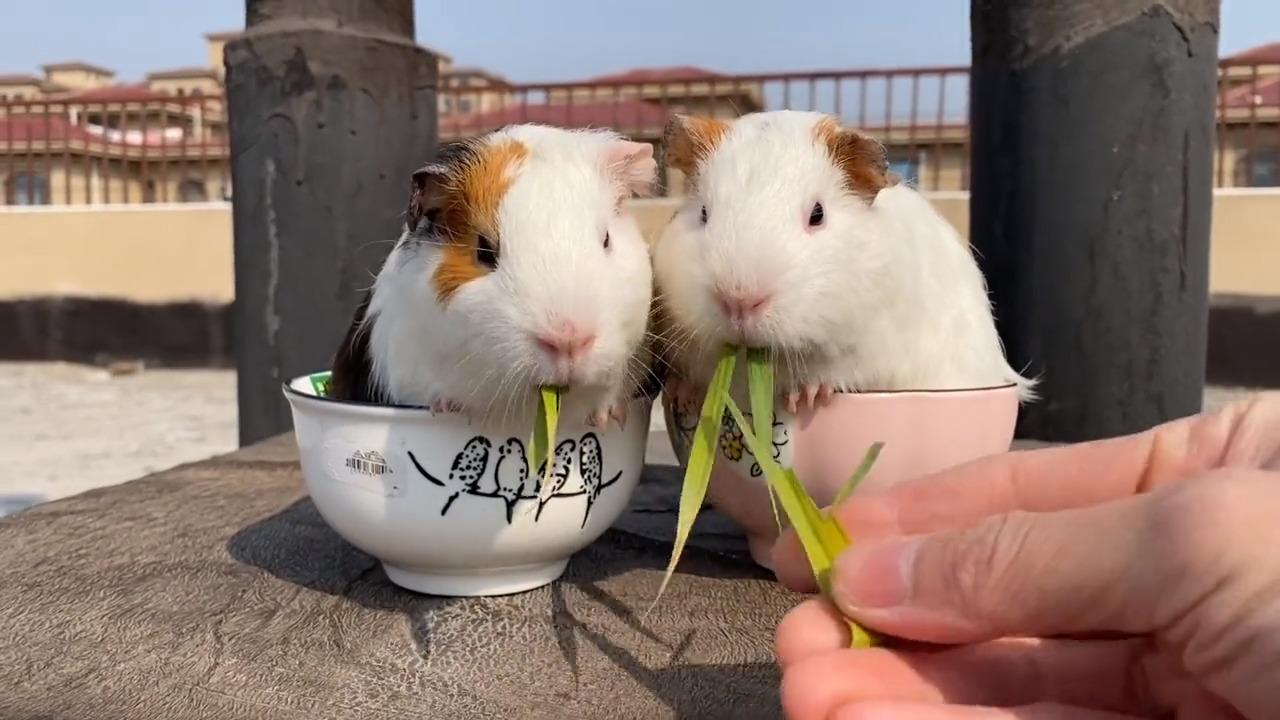 坐在吃饭的碗里吃东西