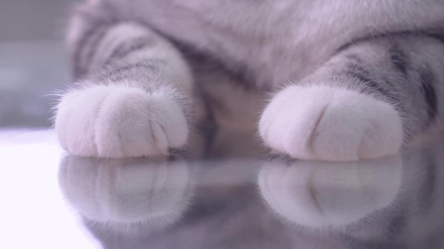 有人和我一样喜欢猫科动物的爪子吗，就是厚厚的，看起来很敦实的大爪爪？ - 知乎