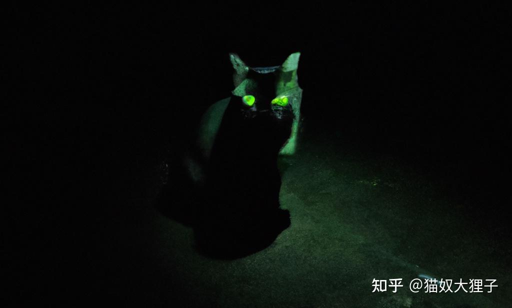 猫的眼睛晚上为什么会发光