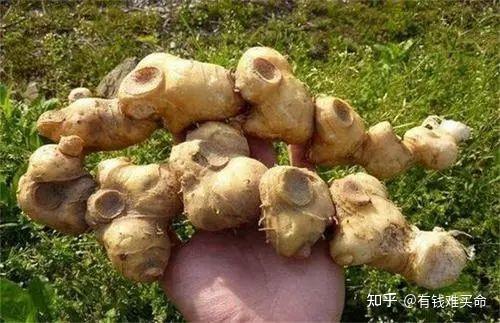 黄精的好处到底是什么？有什么功效作用？ - 知乎