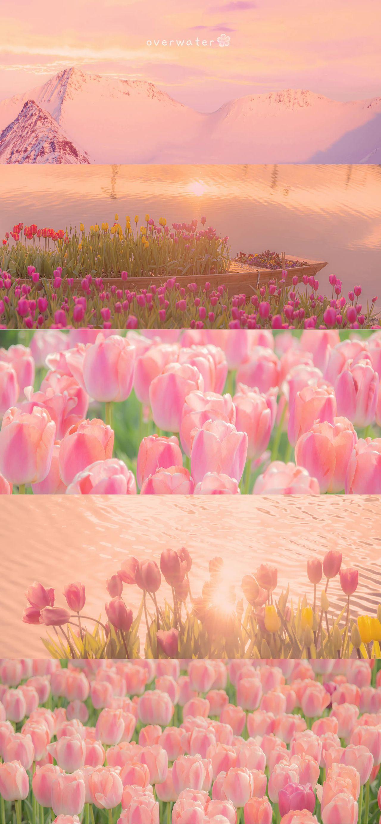 有没有这样关于玫瑰花的微信背景图或者有意境的文字背景图