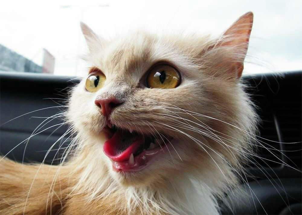 为什么长角的都是吃素的