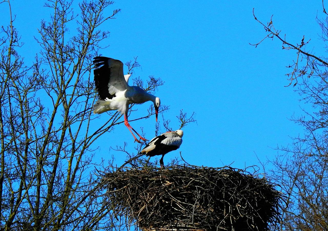 4. 玉缀播种繁殖
