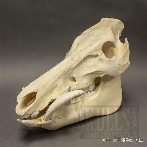 据说家猪放生会一年内野化成有獠牙的野猪，这是什么原理？ - 知乎