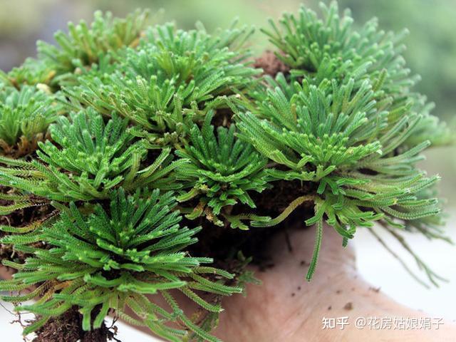 山上挖棵“还魂草”，看着状如苍松、叶似翠柏，养在室内用处大 - 知乎