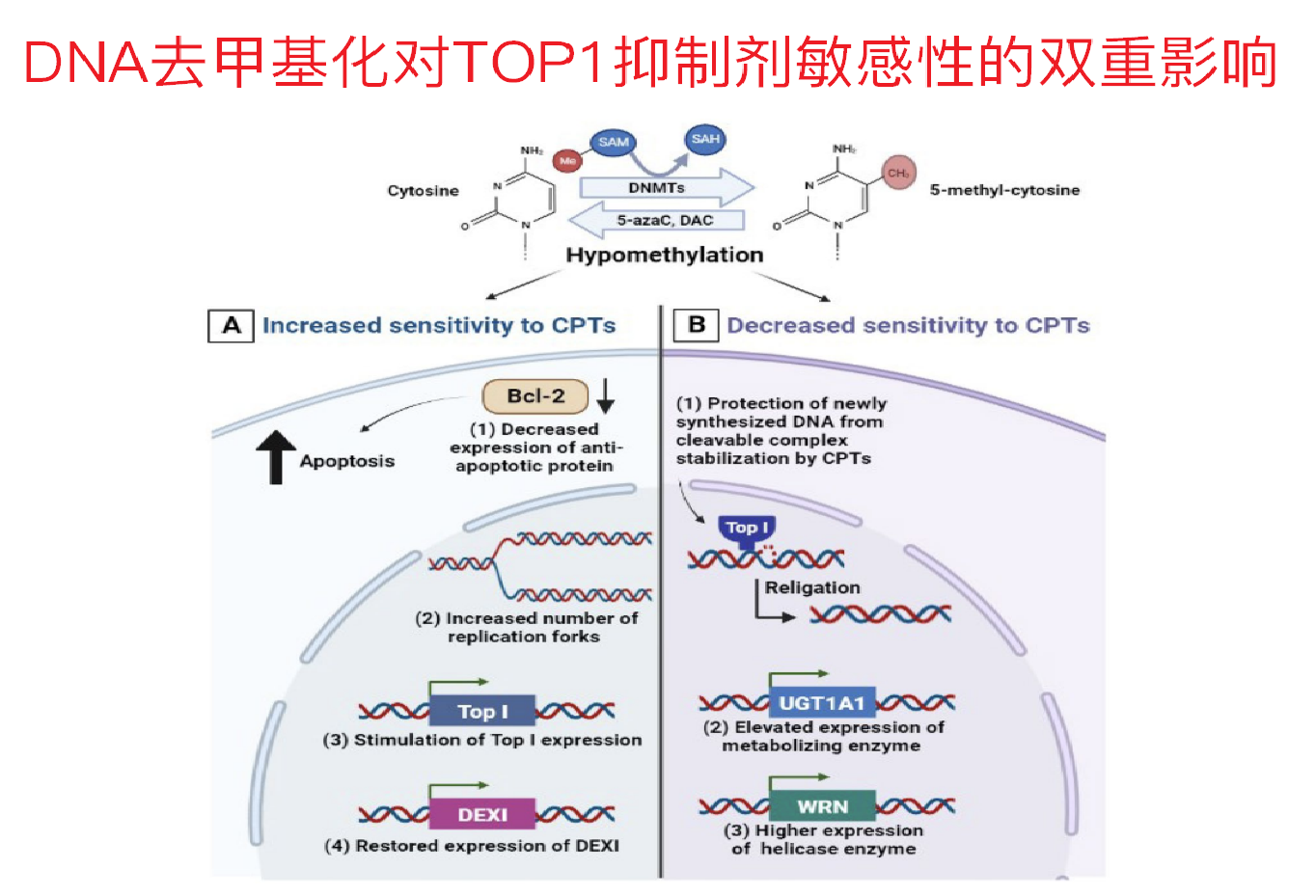 卵巢癌中的ADC(2)：逆转8201耐药 - 知乎