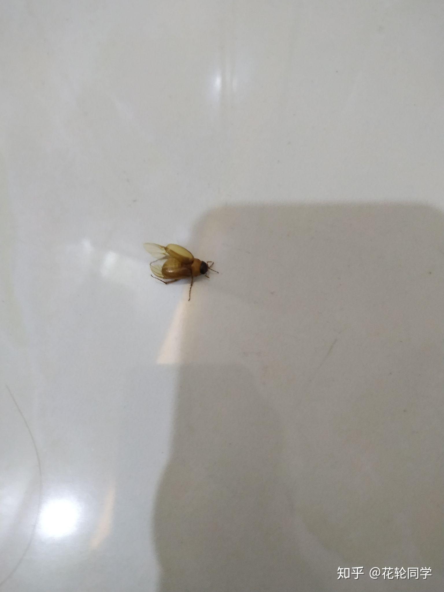 家有黄色小飞虫,如何处理? - 知乎