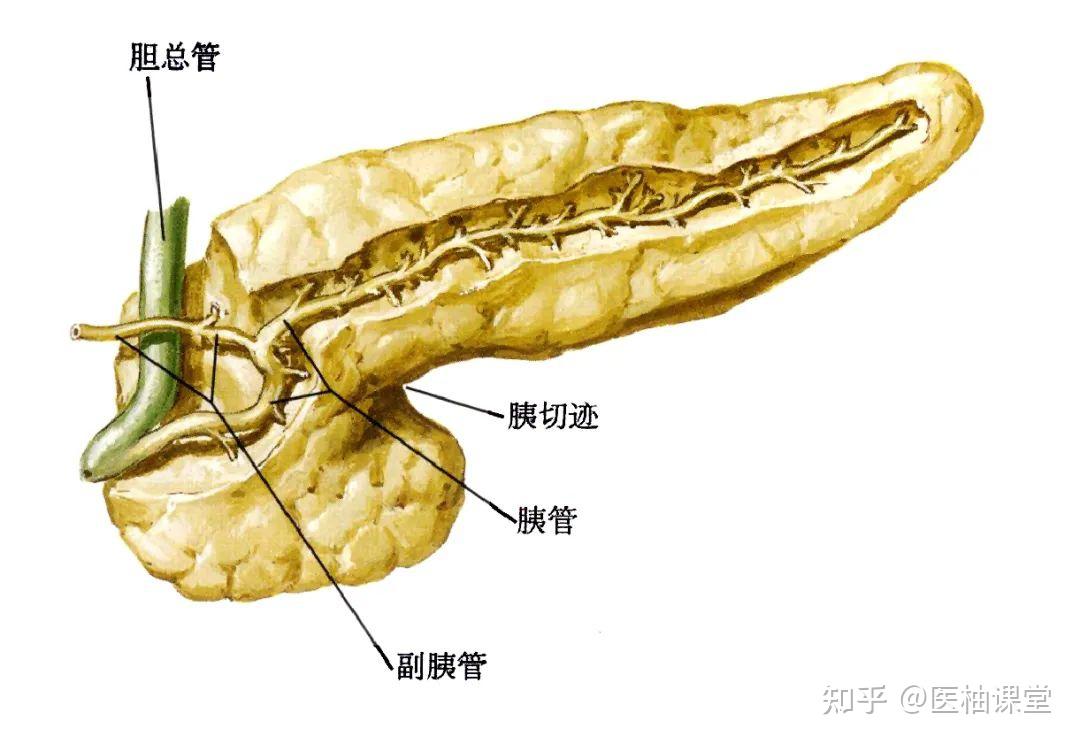 局部解剖学 腹部 — 结肠上区（胰、脾、肝门静脉） - 知乎
