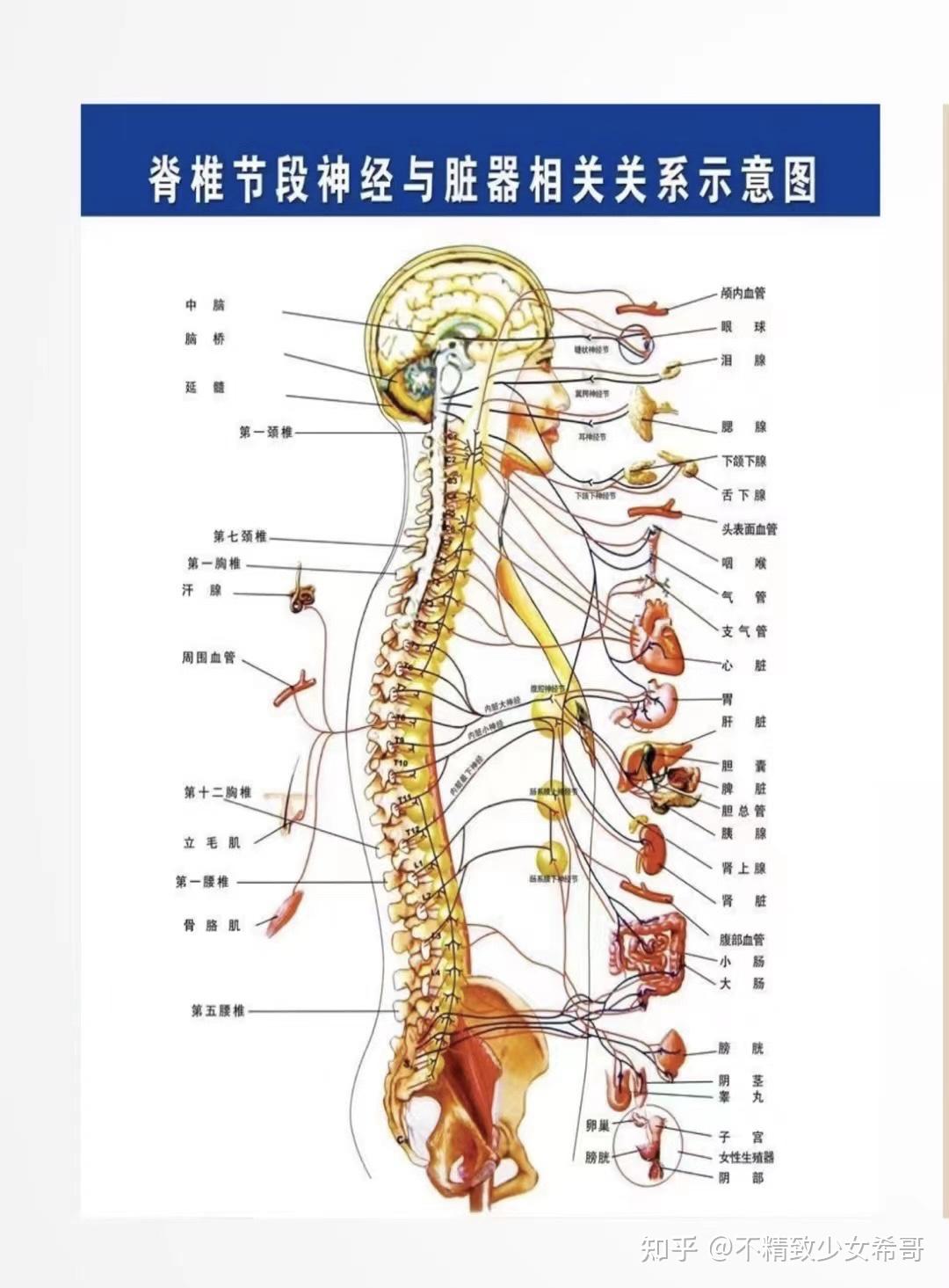 人体脊椎结构图名称图片