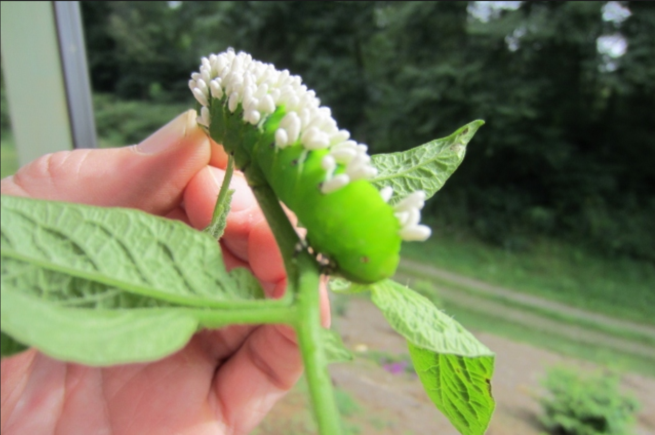 这已经是能找到的最不瘆人的一张图了