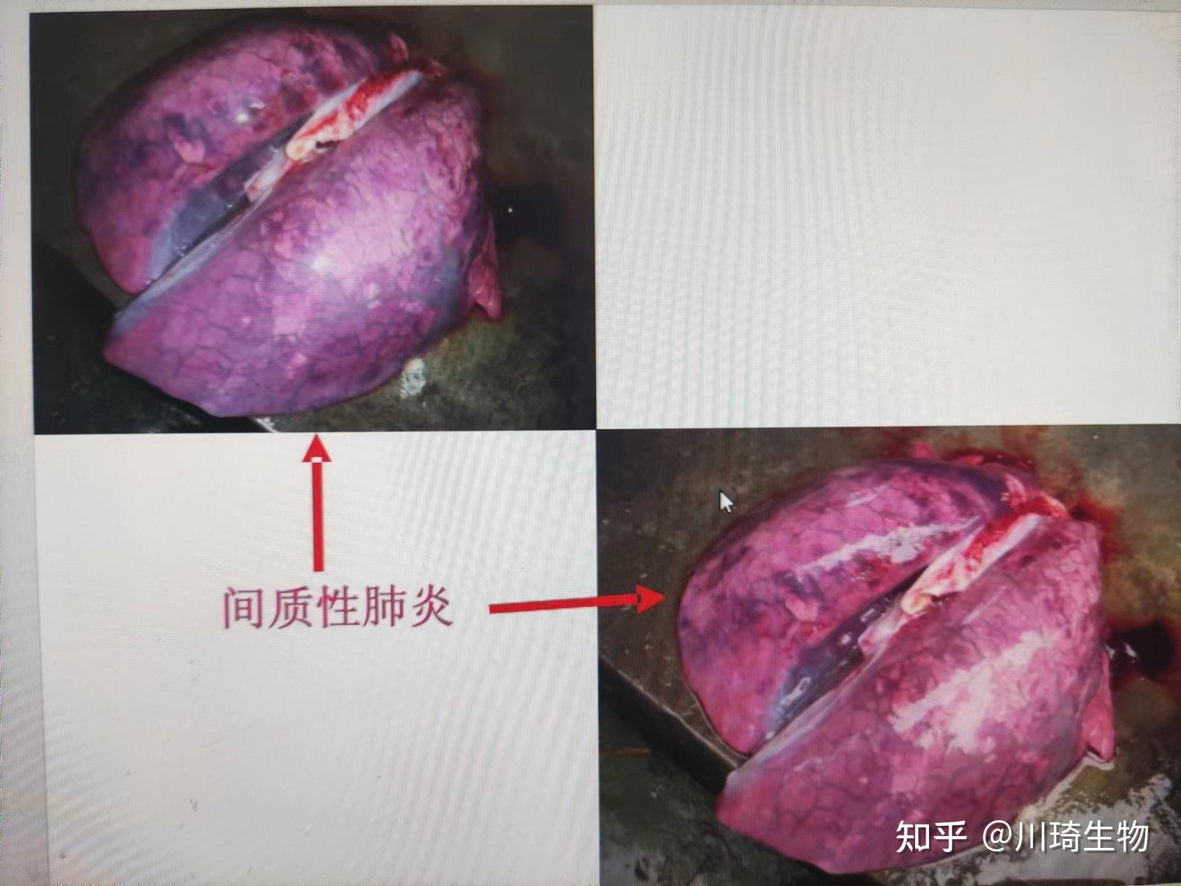 蓝耳病主要表现繁殖和呼吸问题