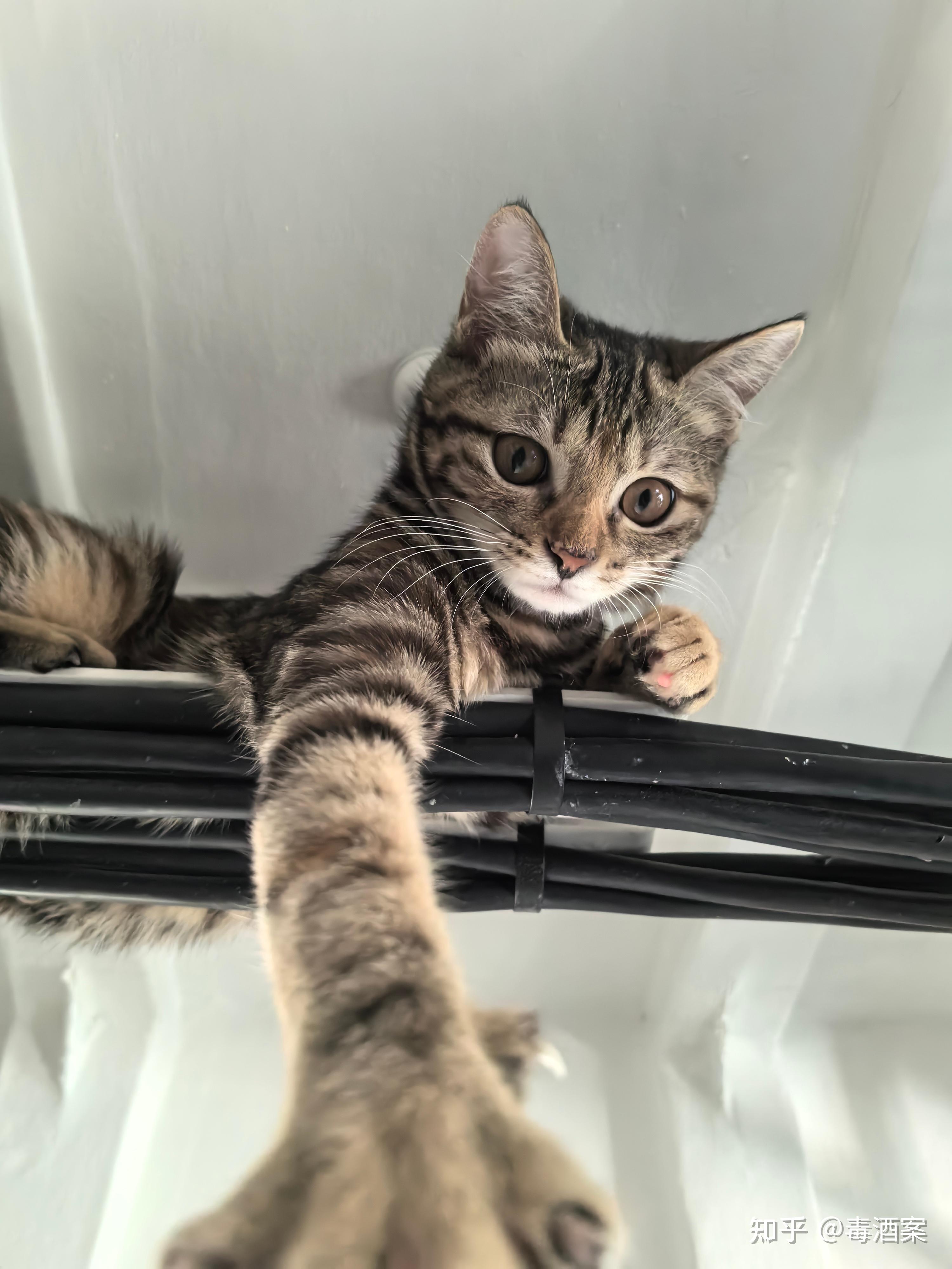 狸花猫可以漂亮到什么程度