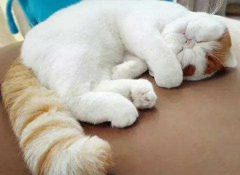 错误地抓猫尾巴会带来哪些后果科瑞卡科普