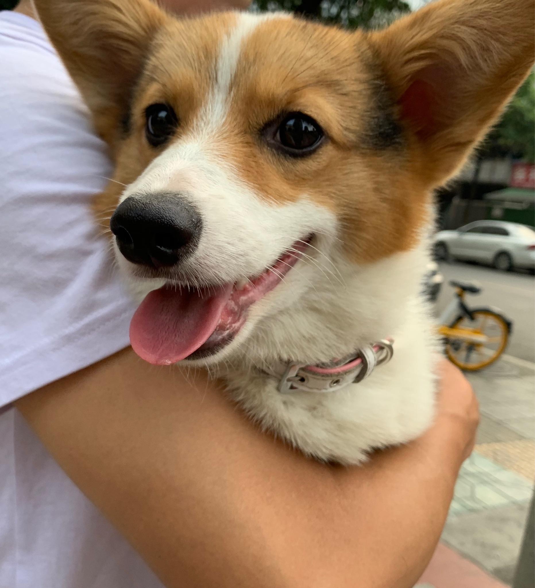 一只普通柯基大概多少钱