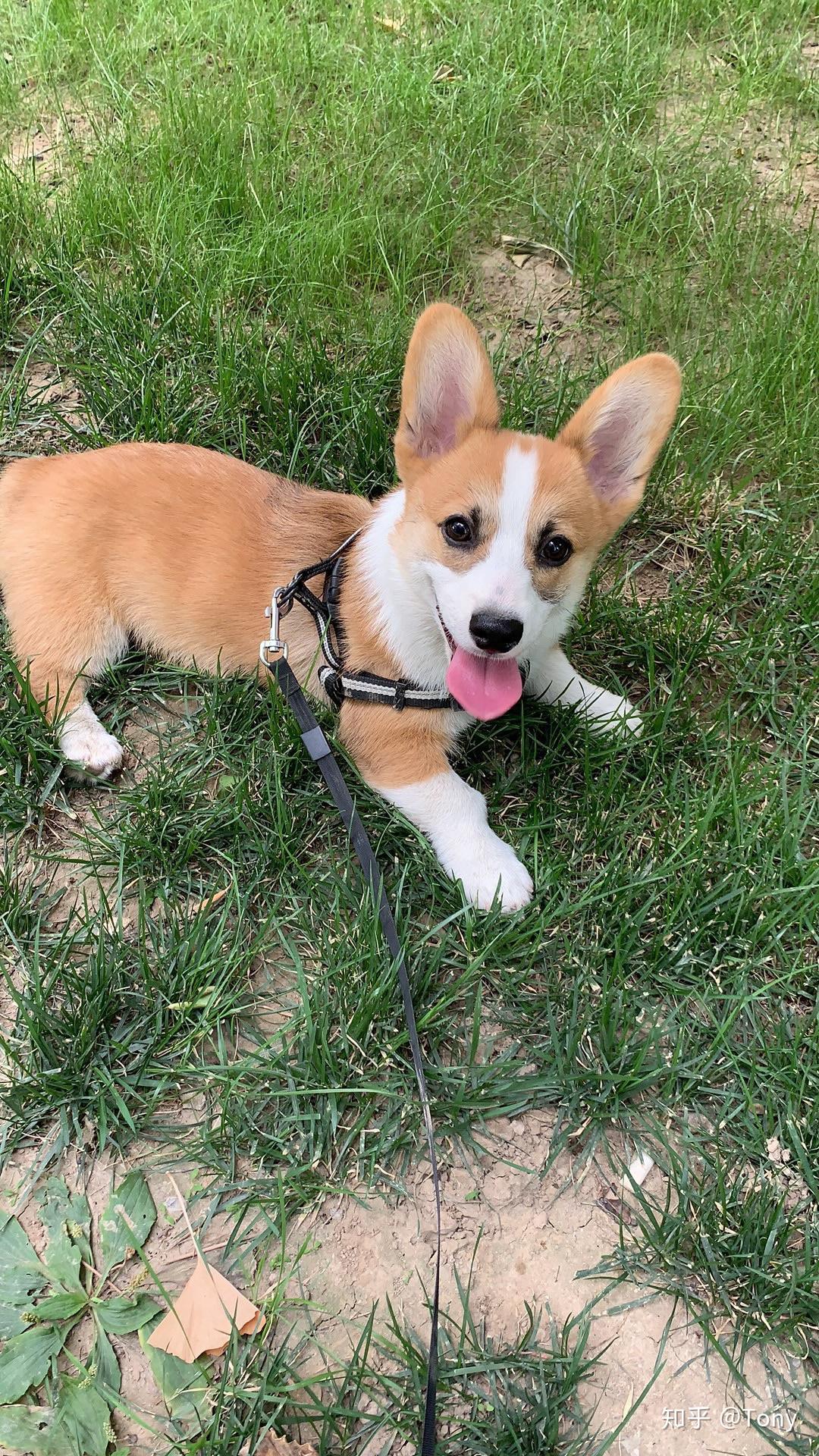 柯基毛色浅而且发黑以后会变黄吗