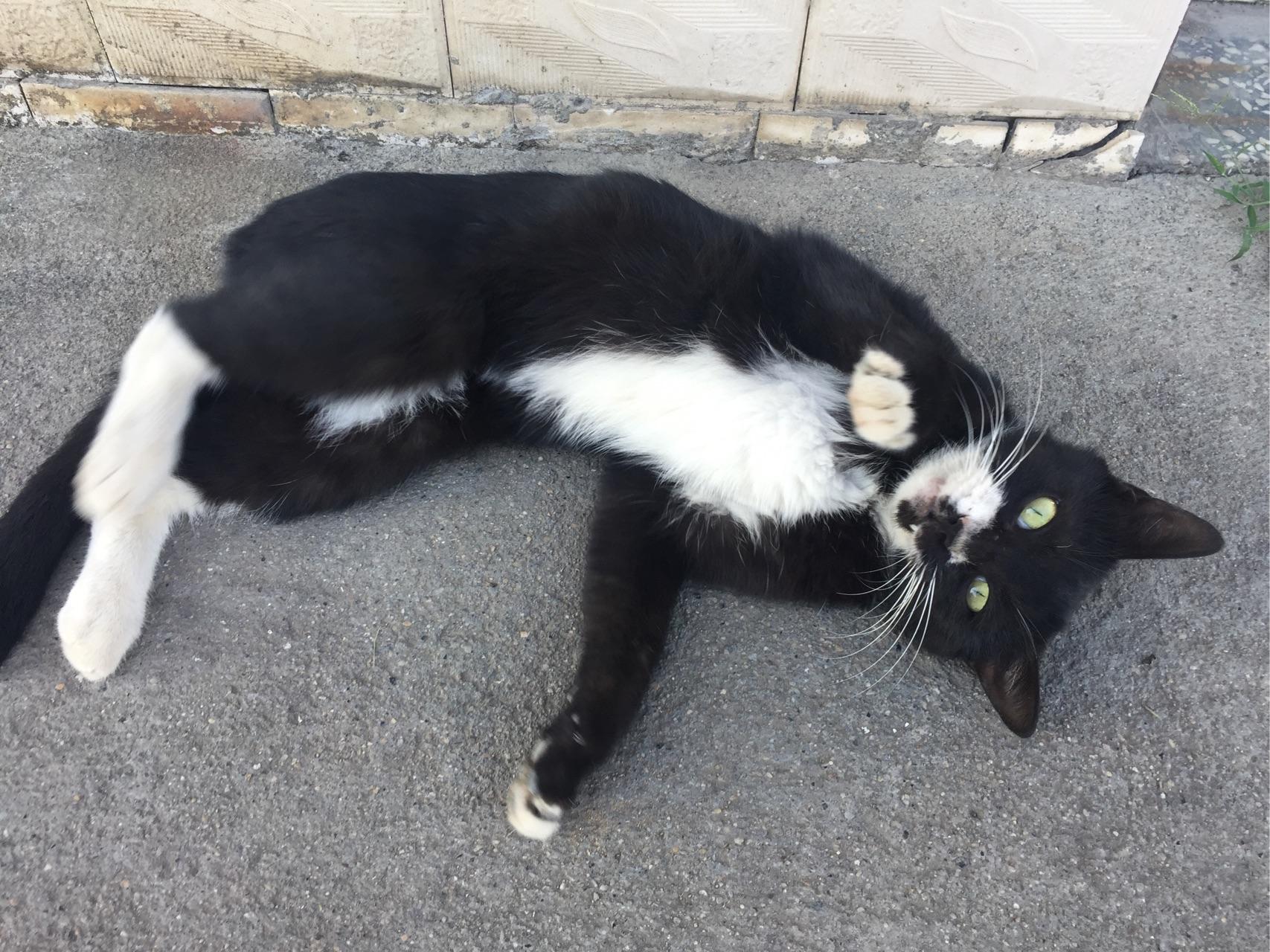 如何用手机拍好一只乌云盖雪的猫? - 知乎