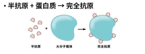 小时候青霉素过敏长大以后还会过敏吗