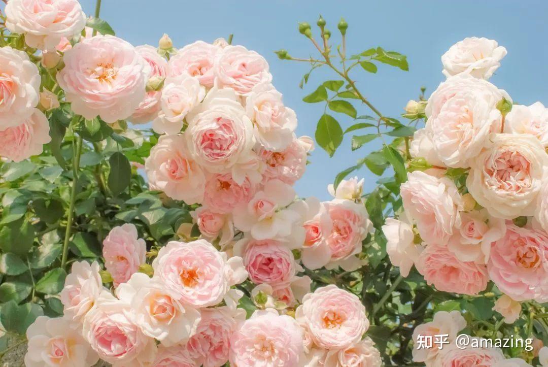 香肠树