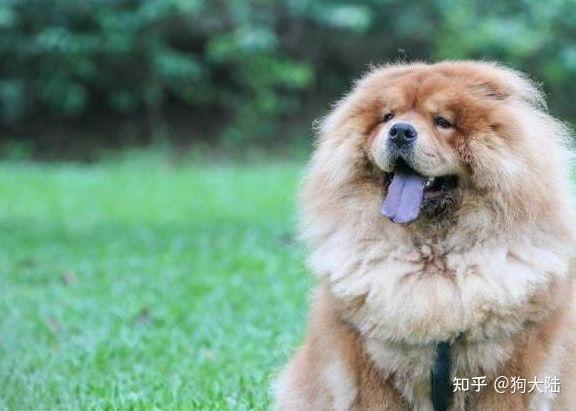 狗中大熊猫——松狮犬,丝毫不输国外犬