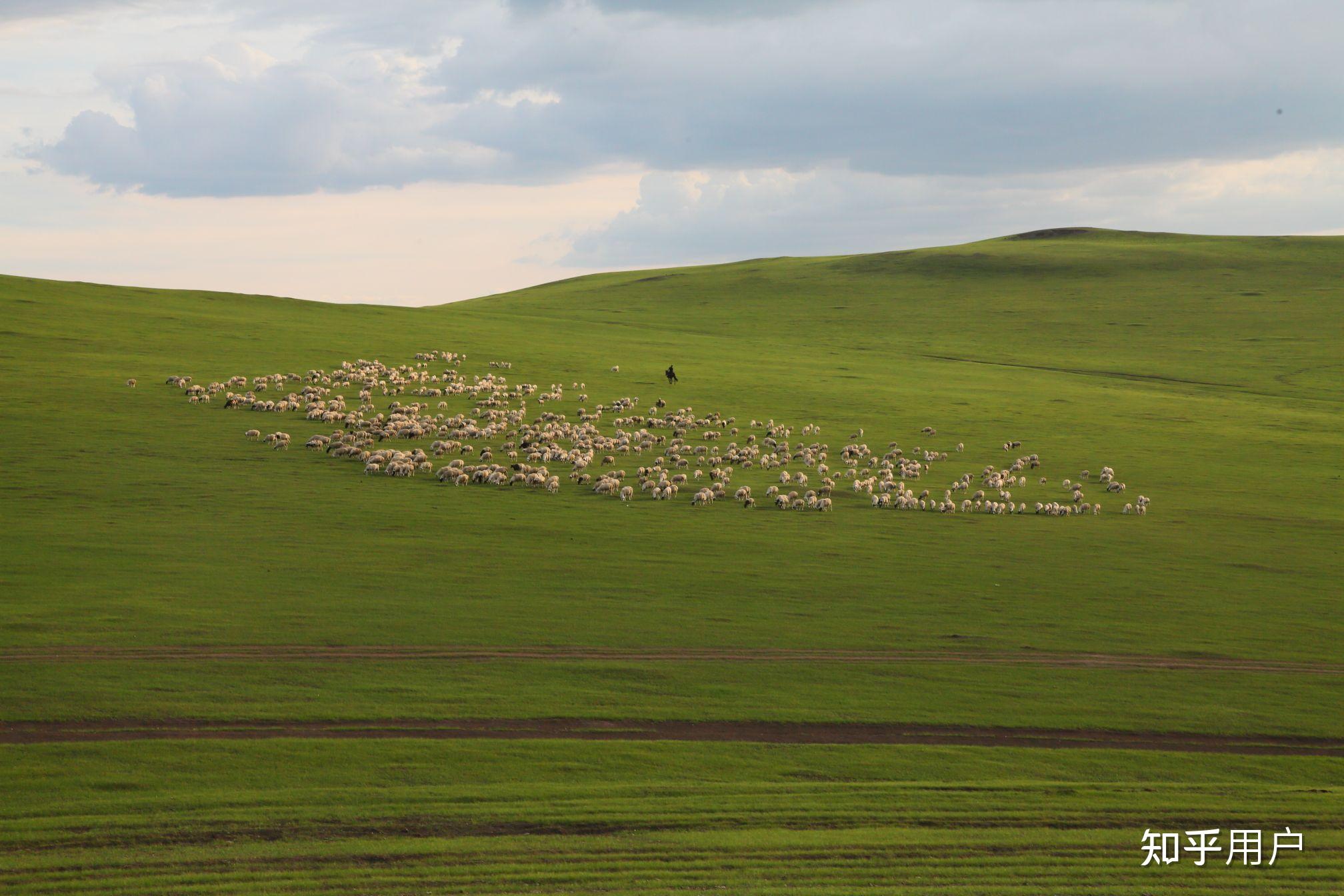 第一次去呼伦贝尔大草原旅游应该怎么安排