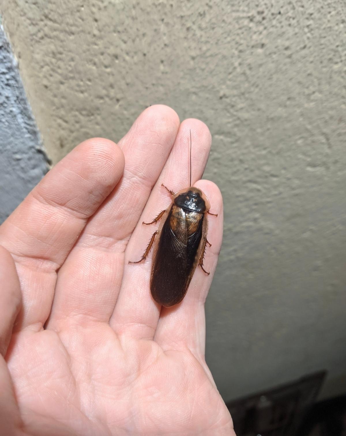网传豹猫饭碗爬满疑似蟑螂的虫,动物园称是给蜥蜴吃的杜比亚昆虫,这种