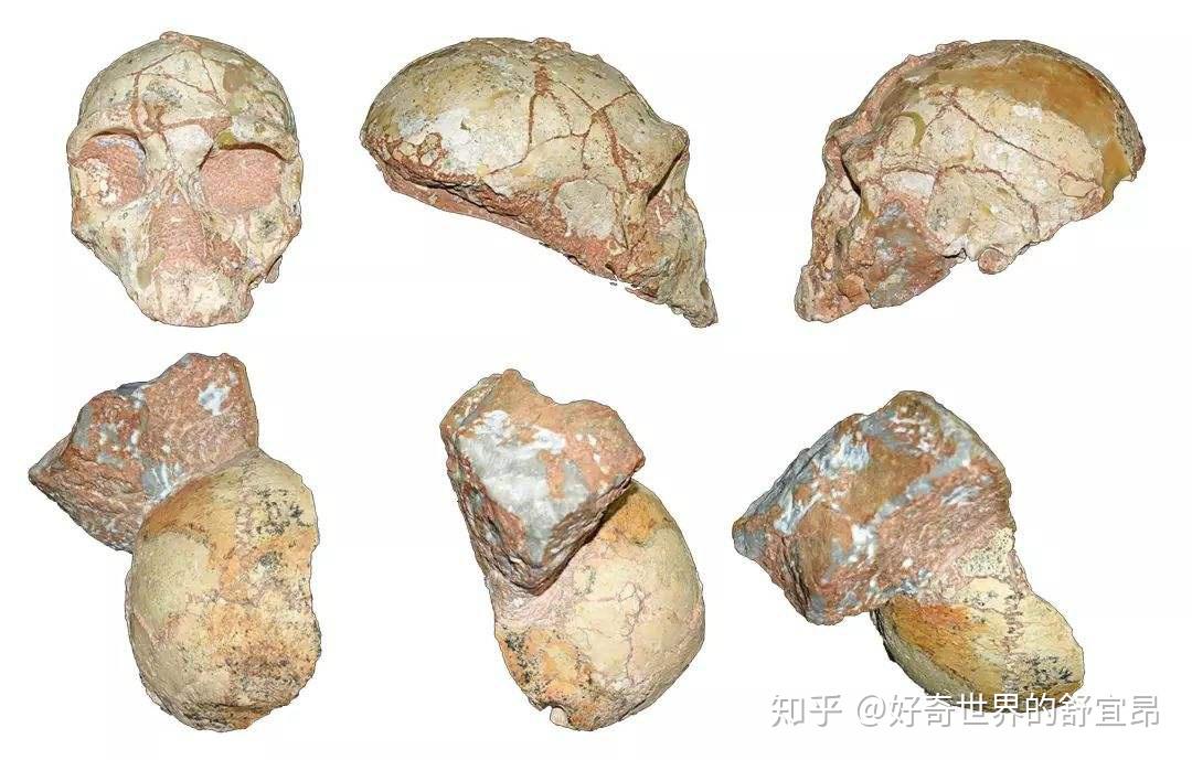 人类起源:猿人篇——曾经最有可能进化成人的种群却突然消失! - 知乎
