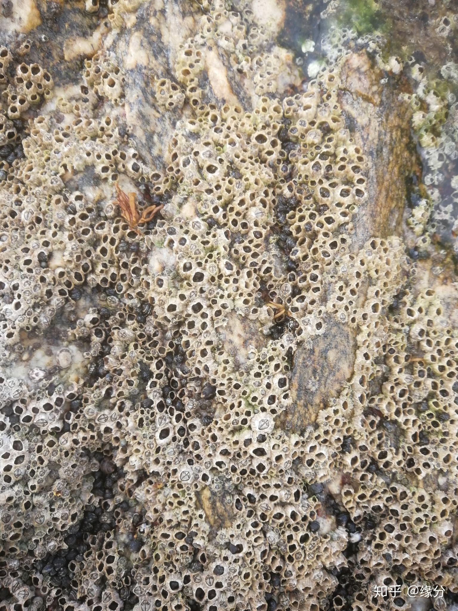 在海边岩石上密密麻麻的小贝壳叫什么?